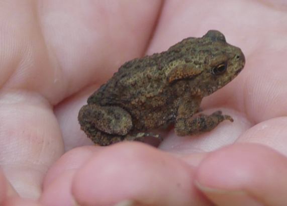 Common
                  Toad