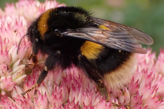 Buff-tailed Bumblebee - queen