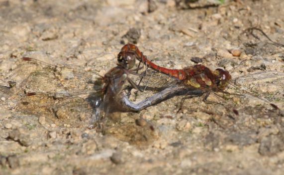 Common Darter dragonflies