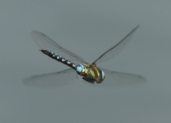 Migrant Hawker dragonfly