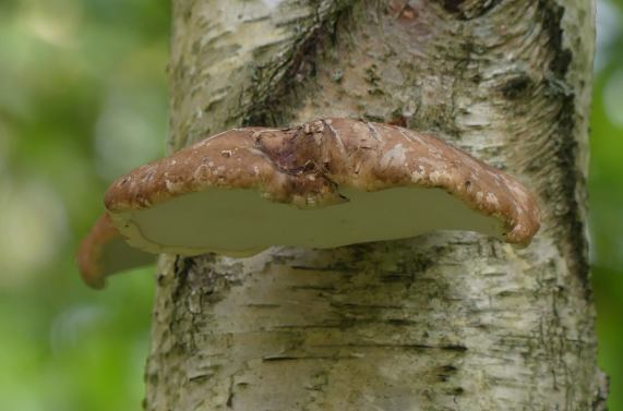 Bracket Fungus on Silver Birch