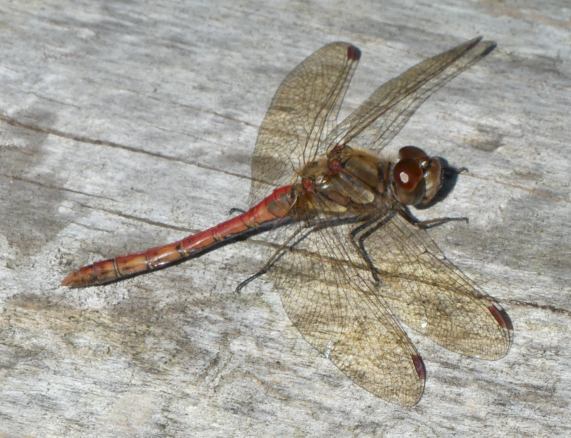 Common
                  Darter dragonfly