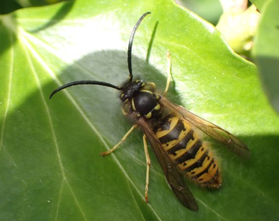 Male
                  wasp