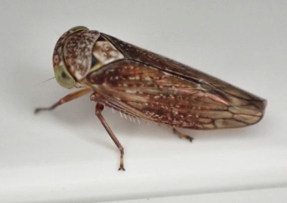 Leafhopper - Acericerus vittifrons