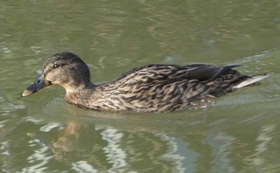 Mallard -
                  duck