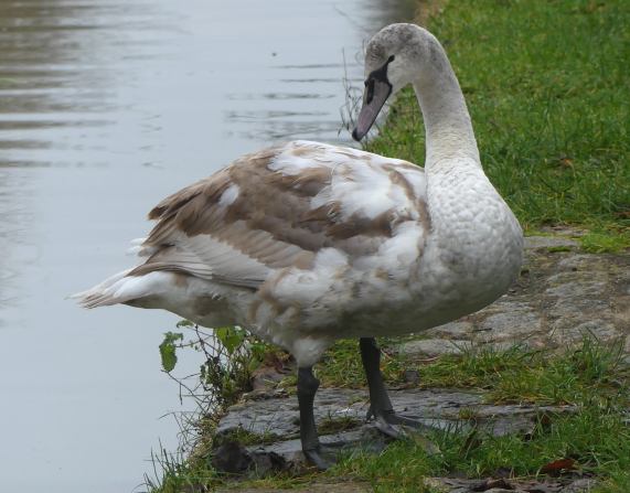 Mute Swan
                  cygnet