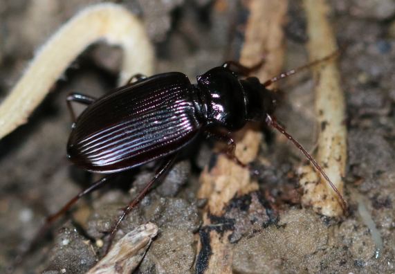 Ground beetle - Nebria brevicollis