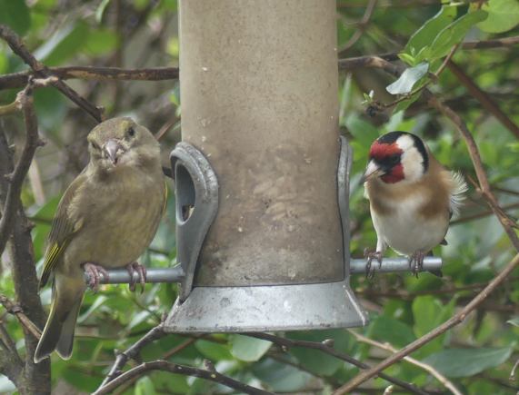 Greenfinch and goldfinch
