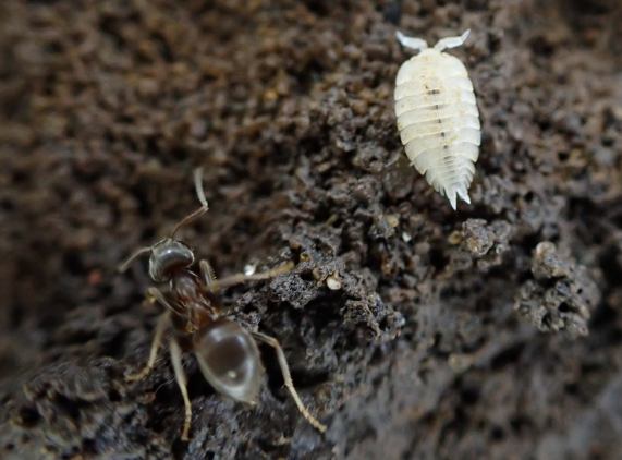 Ant
                  Woodlouse with black ant