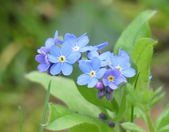 Forget-me-nots