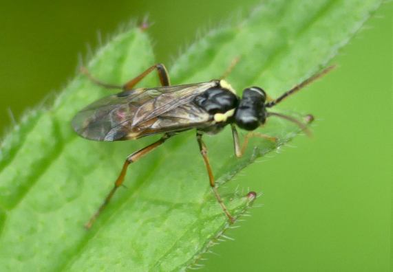 Sawfly -
                  Aglaostigma aucupariae