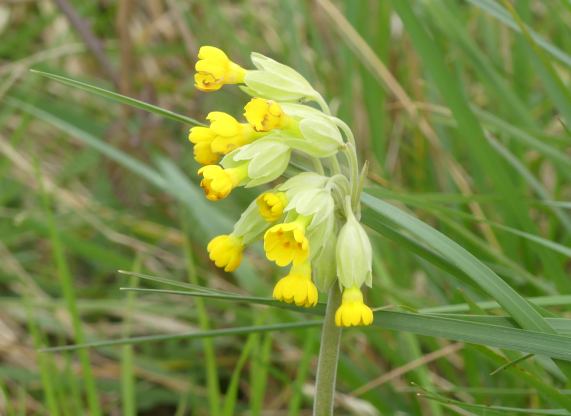 Cowslips