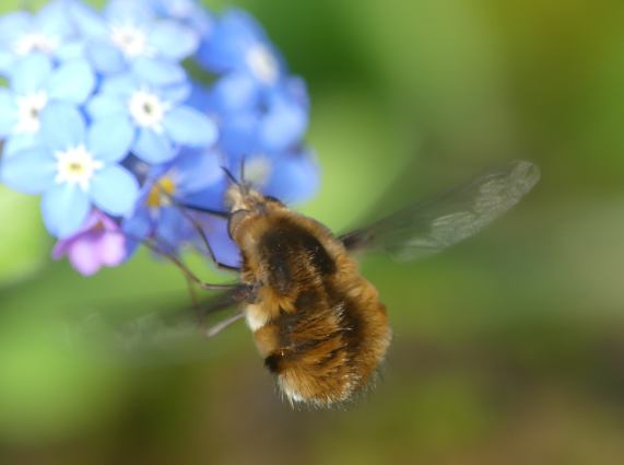 Dark-edged Bee-fly