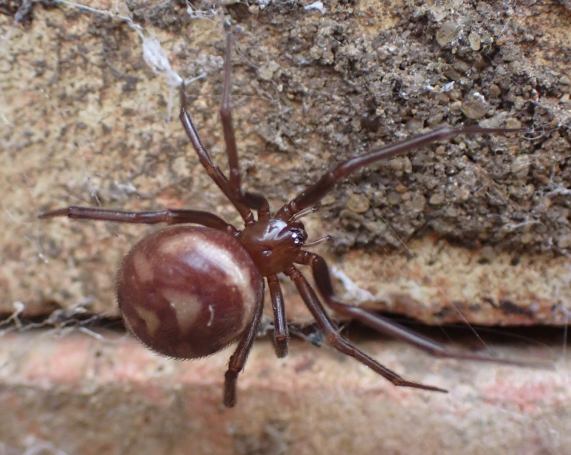 False Widow Spider - Steatoda sp.