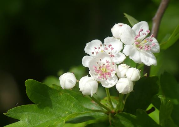 Hawthorn Blossom