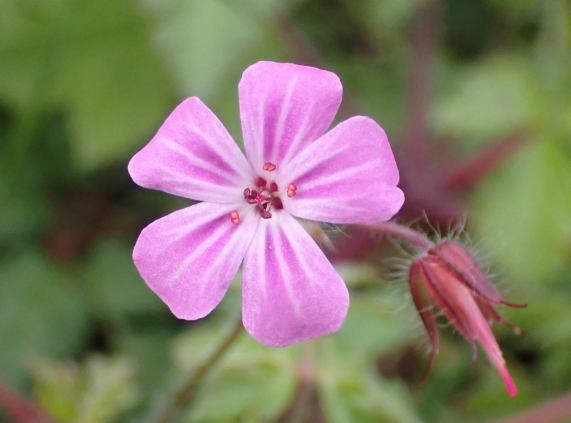 Herb
                  Robert