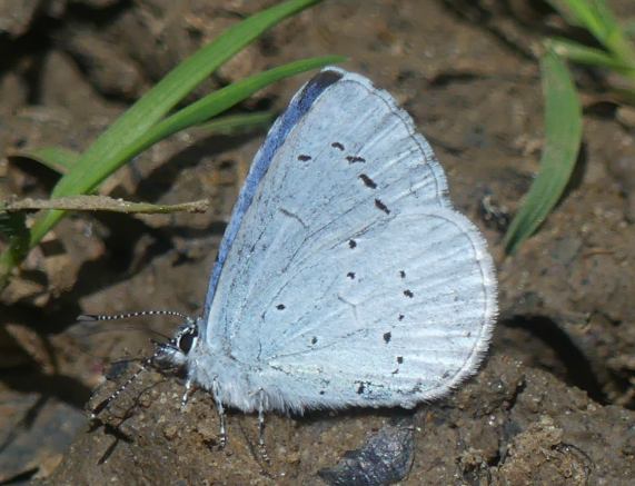 Holly Blue butterfly