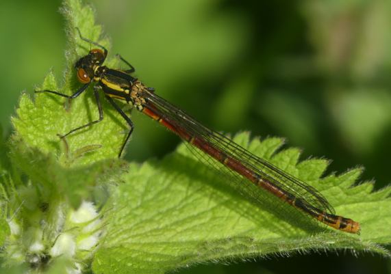 Large Red Damselfly