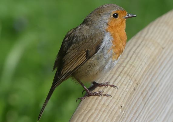 Robin