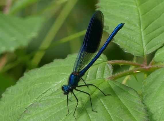 Banded Demoiselle - male