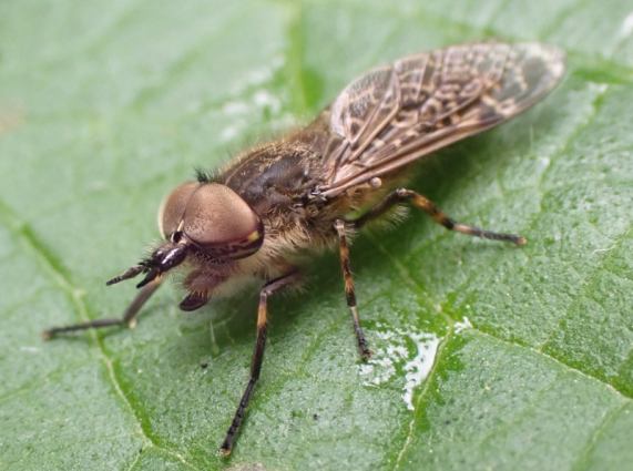 Cleg Fly
                  Notch-horned Cleg