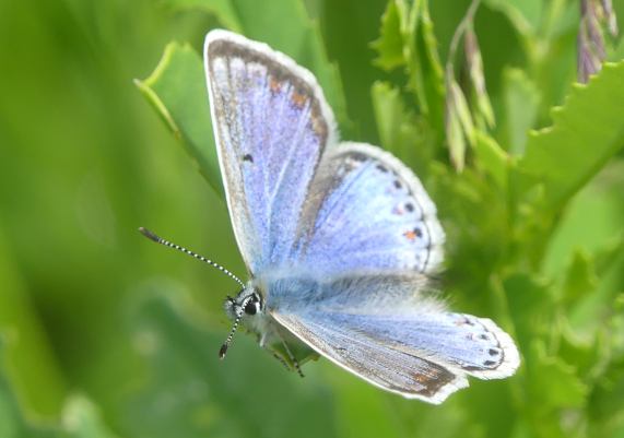 Common Blue butterfly