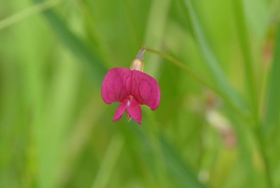 Grass Vetchling flower