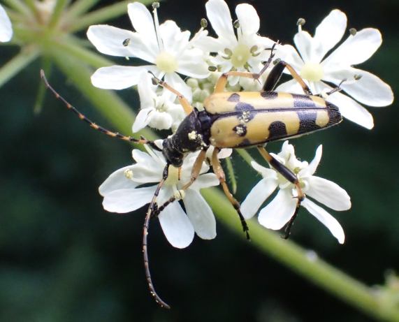 Longhorn beetle - Rutpela maculata