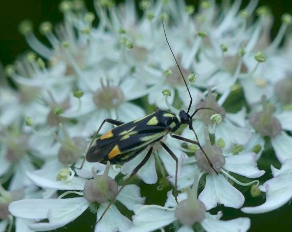 Mirid
                  Bug - Grypocoris stysi