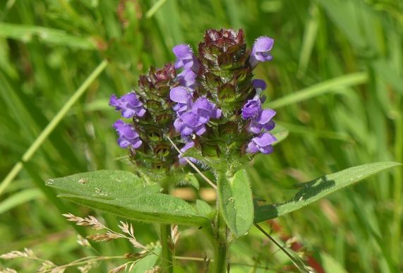 Self-heal