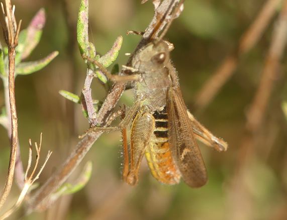 Field Grasshopper