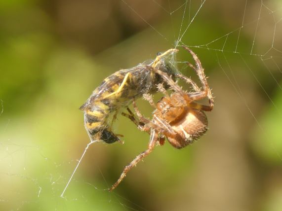 Garden Spider with Wasp