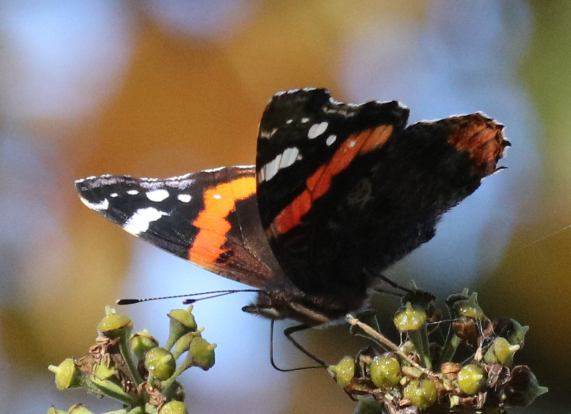 Red Admiral butterfly