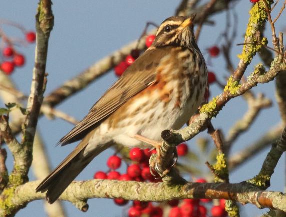 Redwing