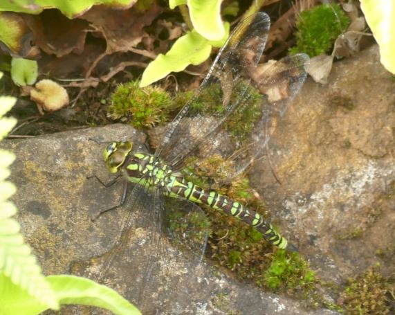 Southern Hawker dragonfly