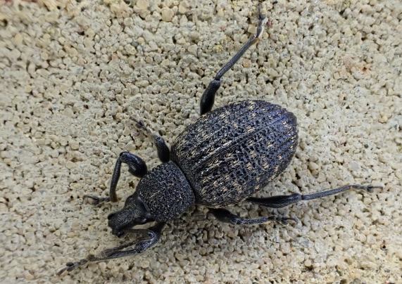 Vine
                  Weevil