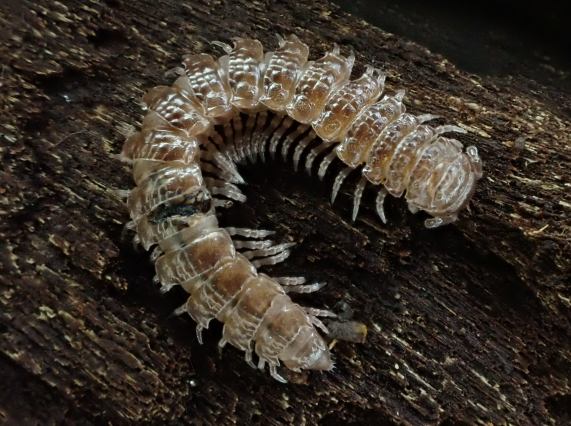 Flat-backed Millipede