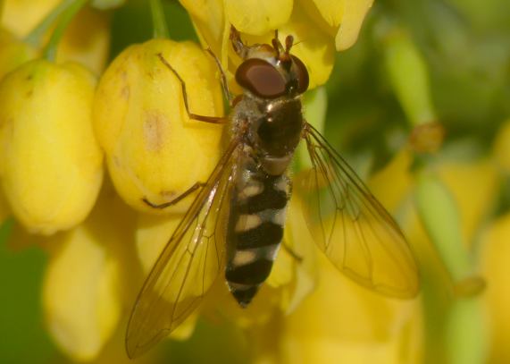 Hoverfly
                  - Meliscaeva auricollis female