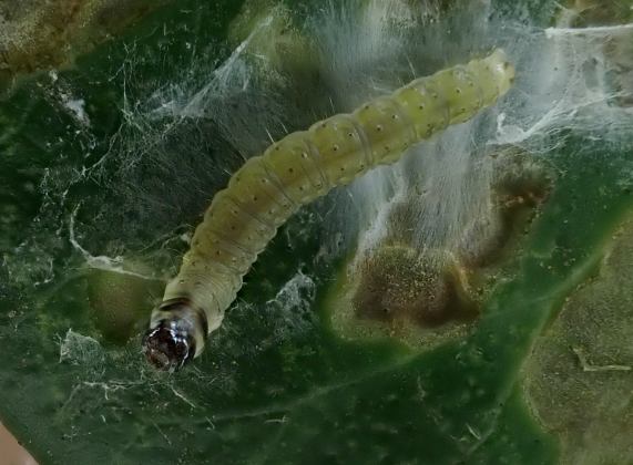 Moth
                  larva