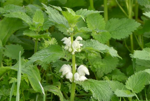 White
                  Dead Nettle