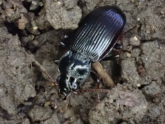 Beetle - Nebria brevicollis