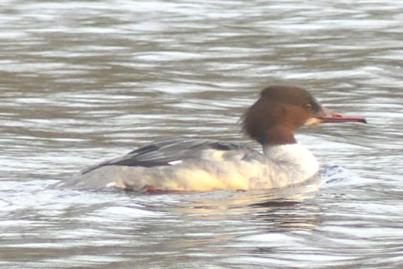 Goosander