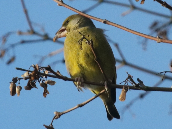 Greenfinch