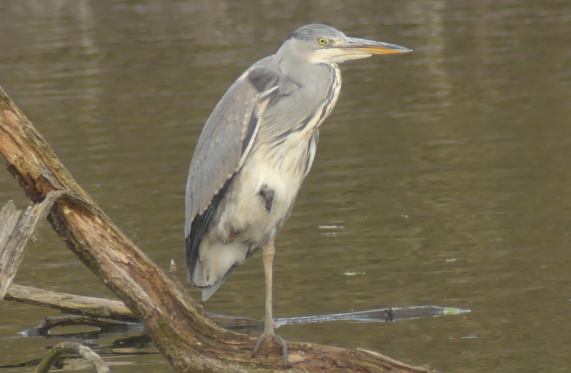 Grey
                  Heron