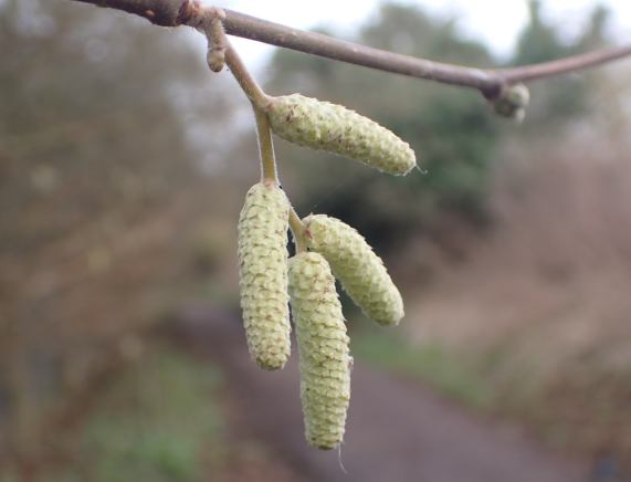 Hazel
                  Catkins