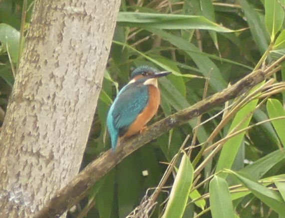 Kingfisher