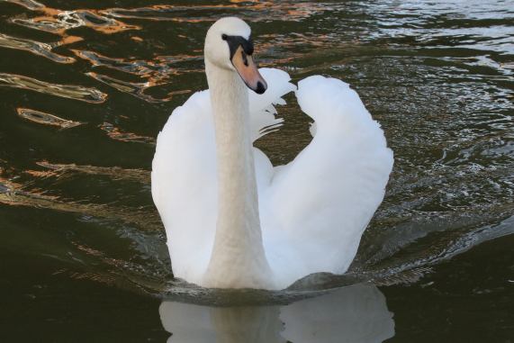 Mute
                  Swan