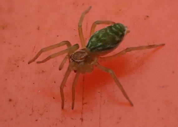 Spider - Nigma walckenaeri