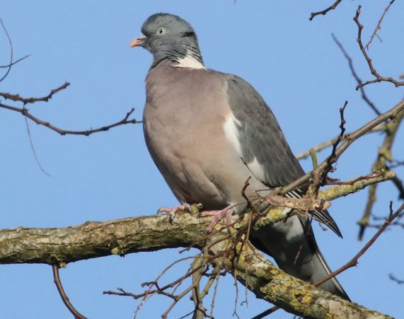 Woodpigeon