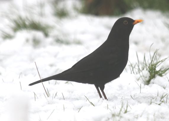 Blackbird